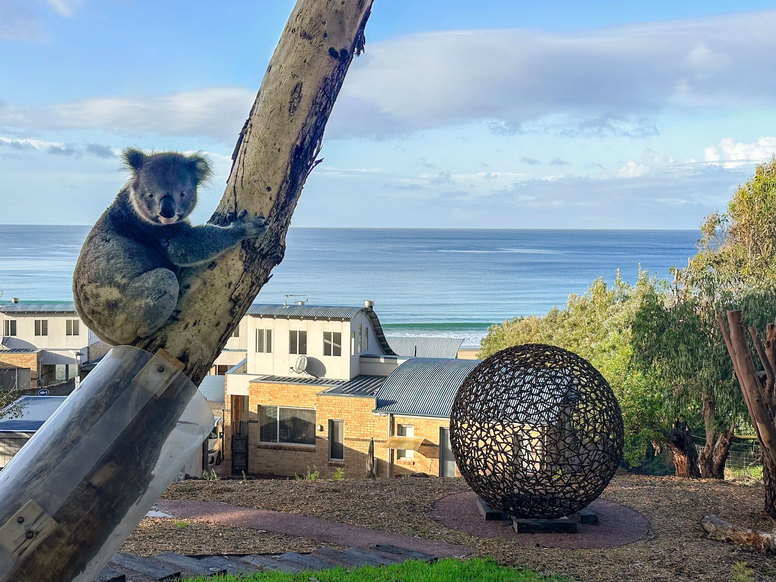 Koala Track - exclusive for Chocolate Gannets, a winding track under gumtrees, home to wild koalas.