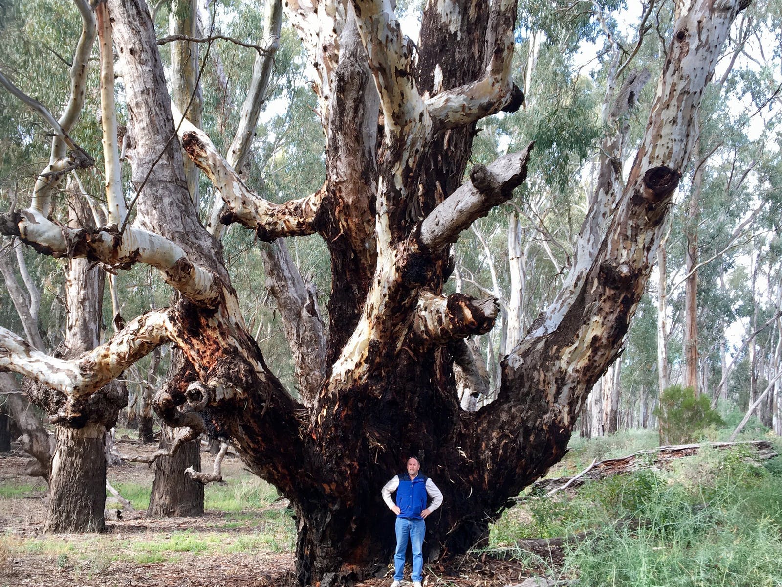 Exploring red gum forests along the Murray river