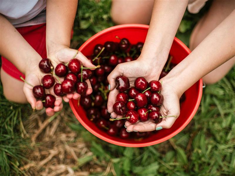 CherryHill Orchards Bucket of fresh cherries in hands