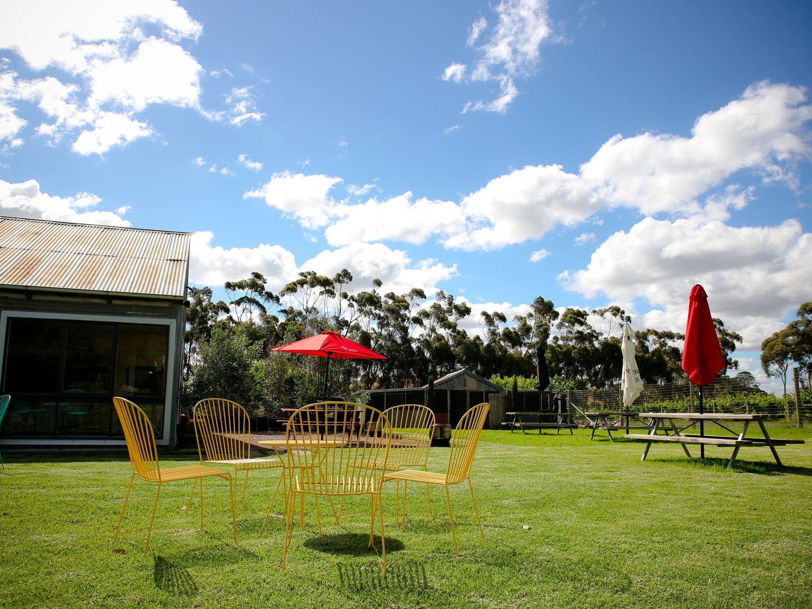 Looking out over the vines from the Cellar Door lawns