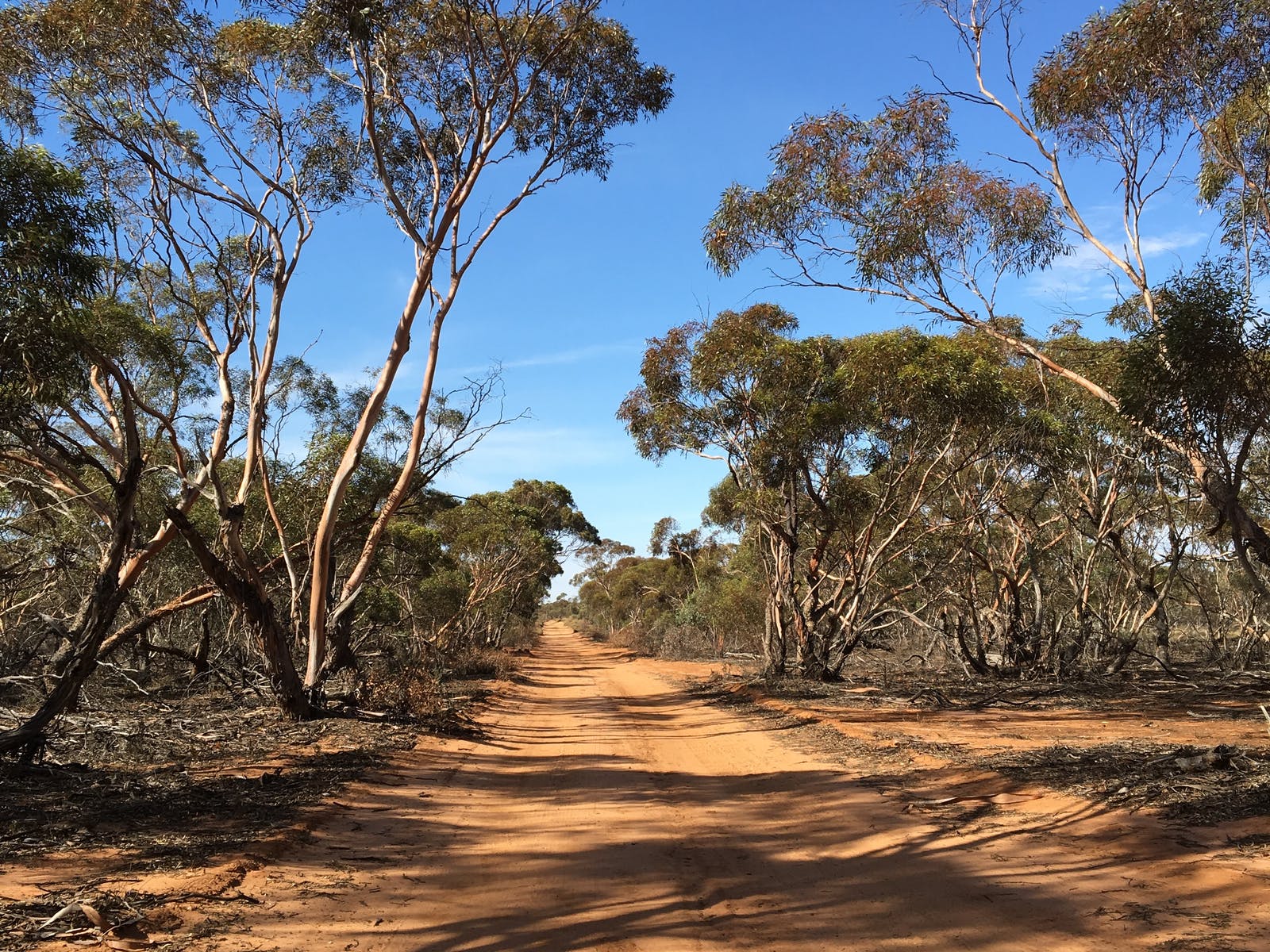 Hattah NP has such diverse landscapes. Wind along sandy mallee tracks.
