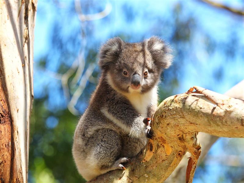 A koala in a tree against a blue sky background