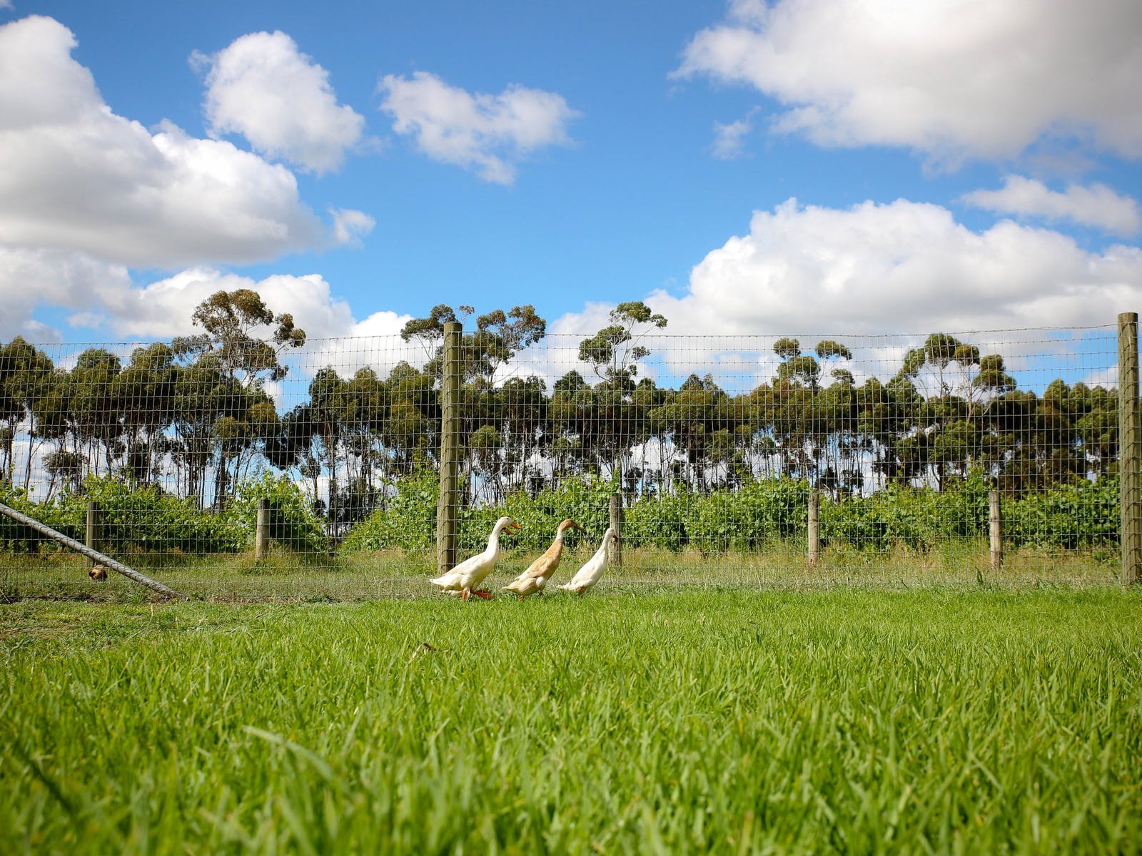 Ducks on their way to work