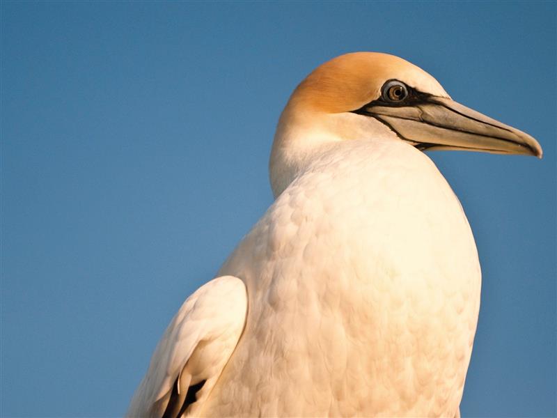 Port Phillip Heads Marine National Park