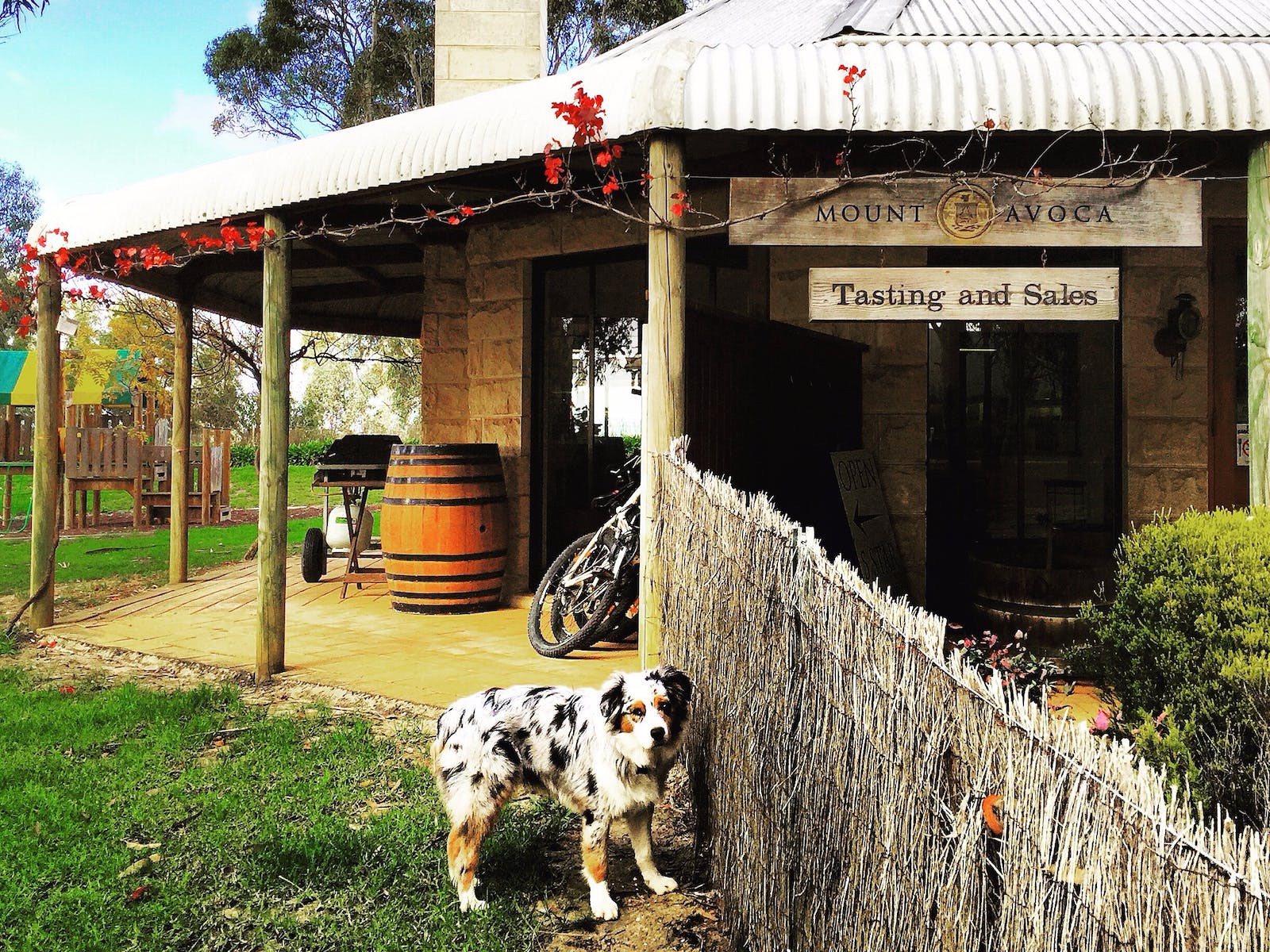 Dog wine cellar door