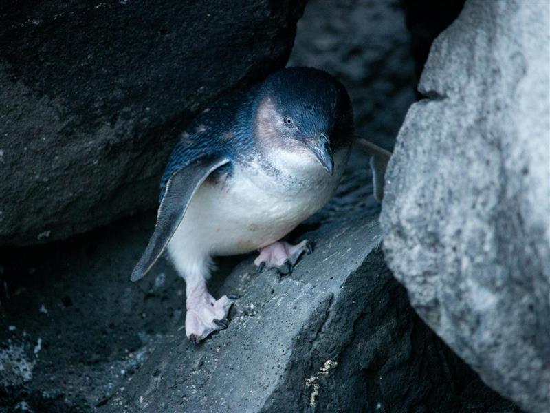 Penguin in amongst the rocks.