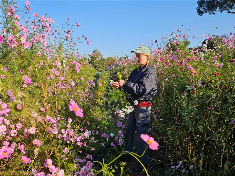 A person picks cosmos, surrounded by blooms on the farm.