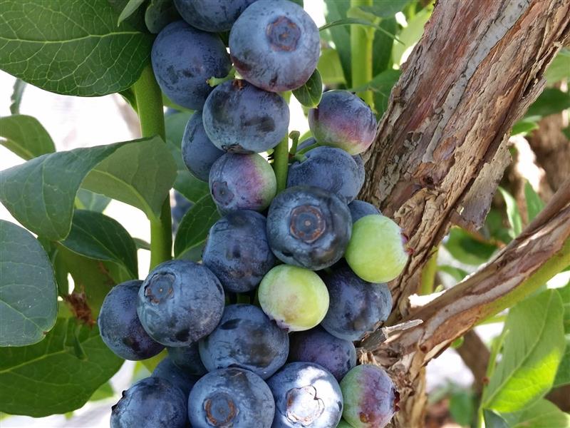 Pick Your Own Berries Blueberries Beechworth Stanley North East Victoria