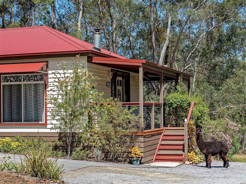 Leo is one of the alpacas that grazes the paddocks at Araluen Park Cottages.