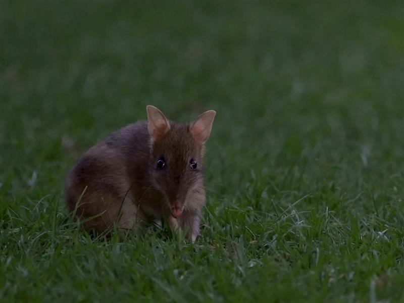 Bandicoot Discovery Tour