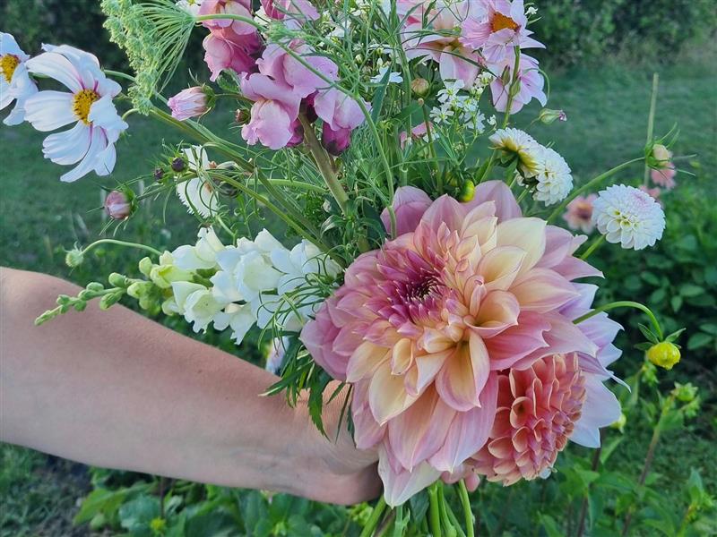 Pick your own flowers