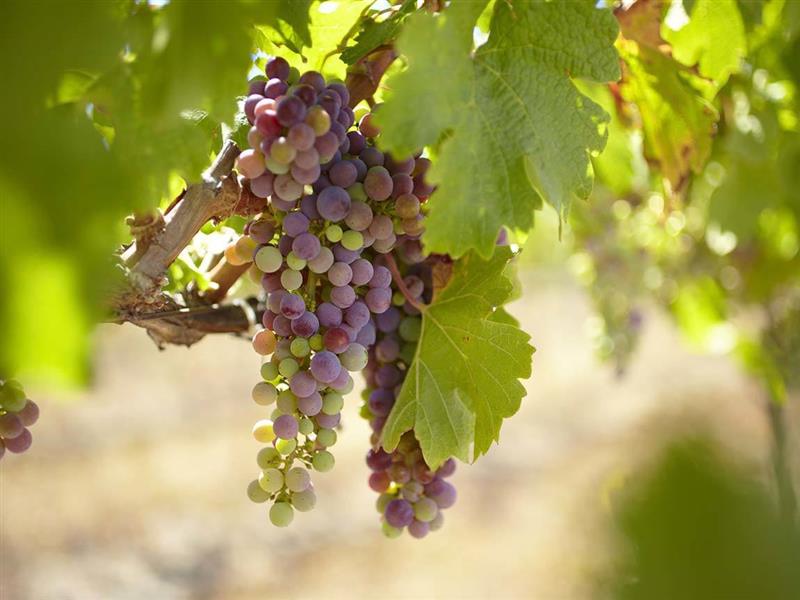 Grapes at Bress Wine, Cider and Produce, Harcourt, Goldfields, Victoria, Australia