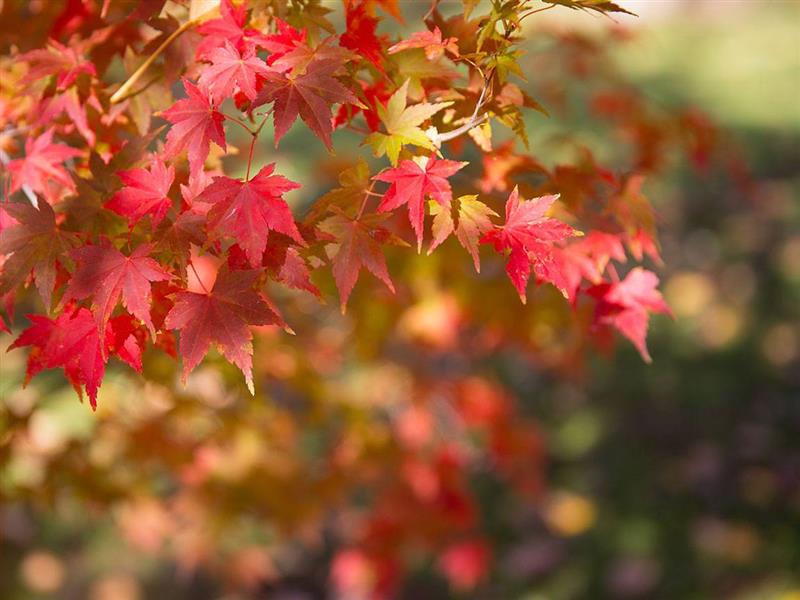 Buchan Caves Reserve, Gippsland, Victoria, Australia