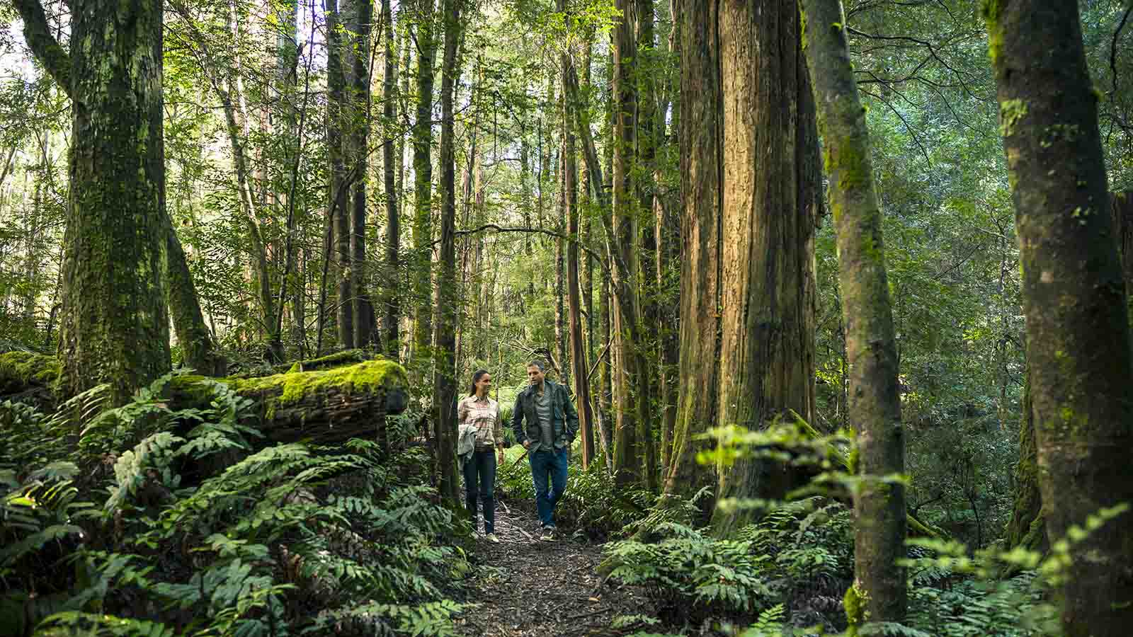Cumberland Walk, Yarra Valley & Dandenong Ranges, Victoria, Australia