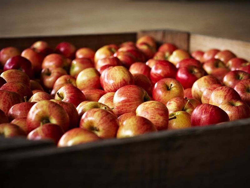 Harcourt apples, Goldfields, Victoria, Australia
