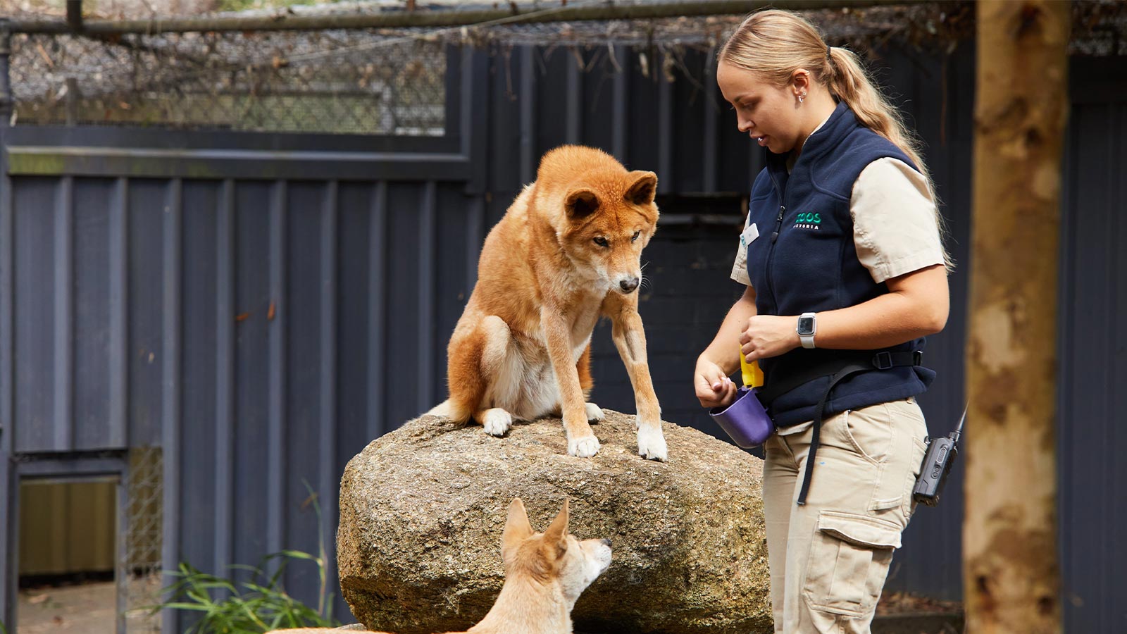 A keeper feeds dingoes at Healesville Sanctuary, Yarra Valley, Victoria. 