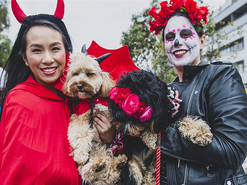 Howl-o-ween Doggie Parade, Port Melbourne. Photo YASSAR, CANDELAPHOTOGRAPHY
