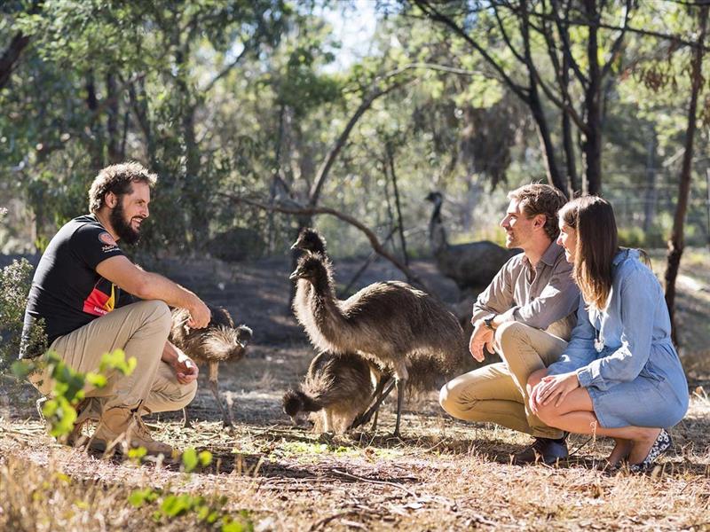Emus at Narana Aboriginal Culture Centre, Geelong and the Bellarine, Victoria, Australia