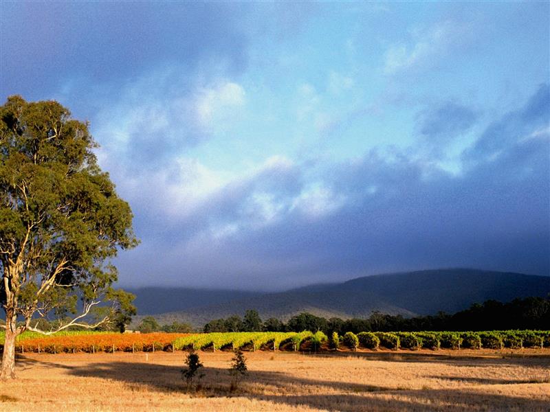 Mount Avoca Vineyard after vintage