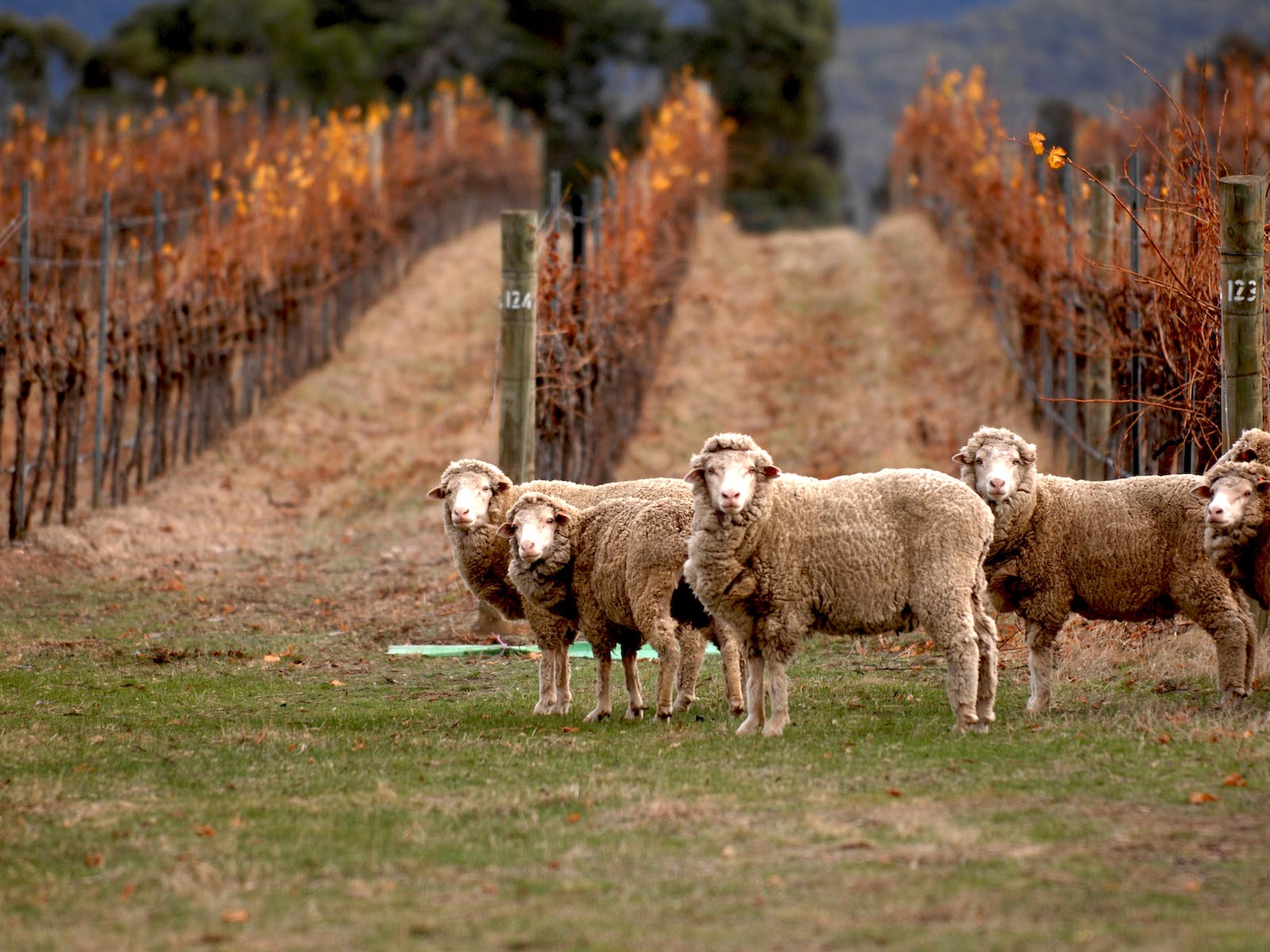 Mount Avoca sheep - organic weed control