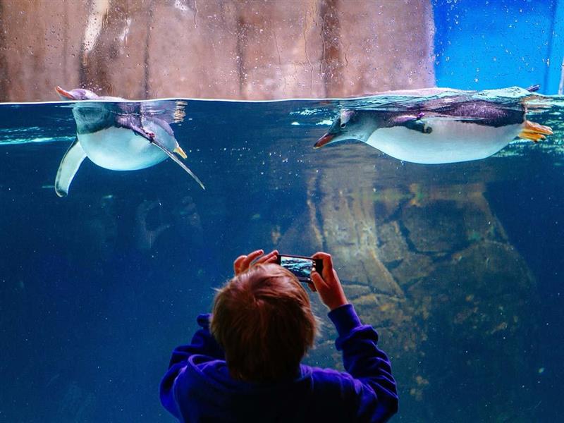 SEA LIFE Melbourne Aquarium, Melbourne, Victoria, Australia. Phot: Roberto Seba