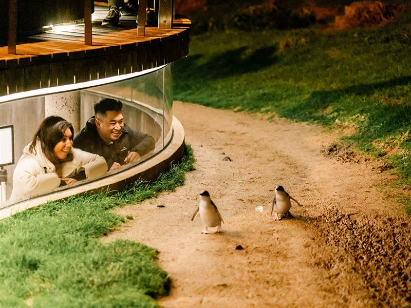 Penguins at Phillip Island Nature Park, Phillip Island, Victoria, Australia