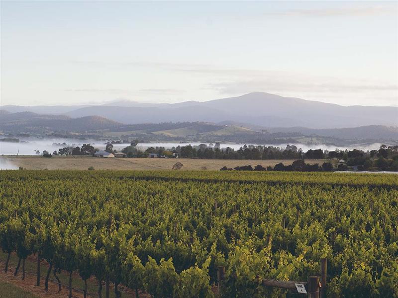 Punt Road Wines, Yarra Valley and Dandenong Ranges, Victoria, Australia