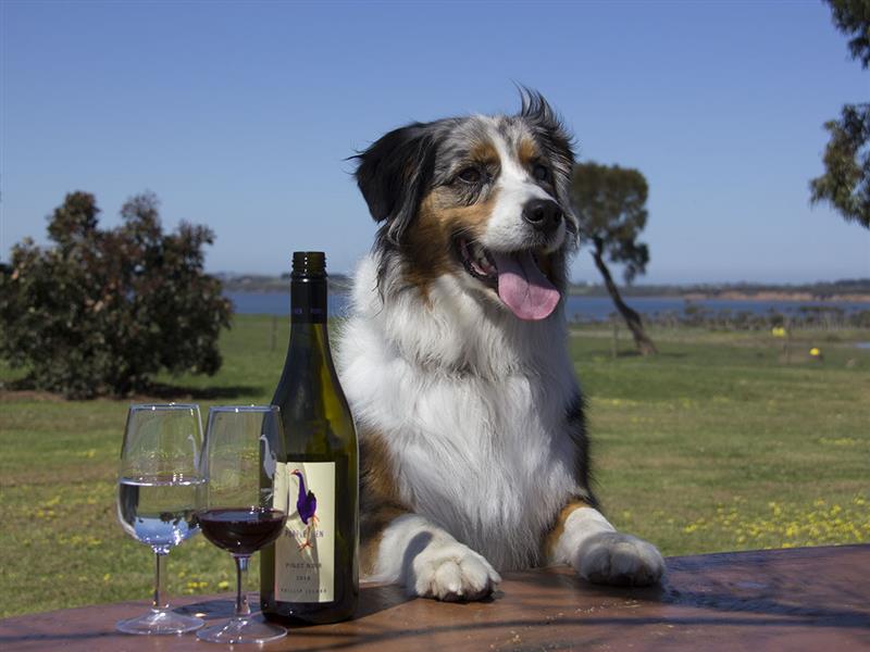 My Aussie Tribe @ Purple Hen Winery