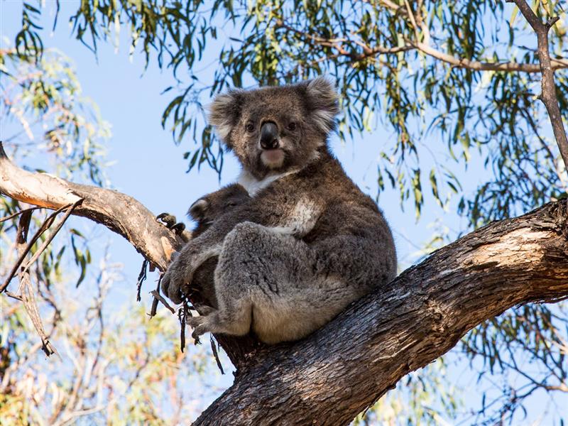 Raymond Island Koala Walk, Gippsland, Victoria, Australia