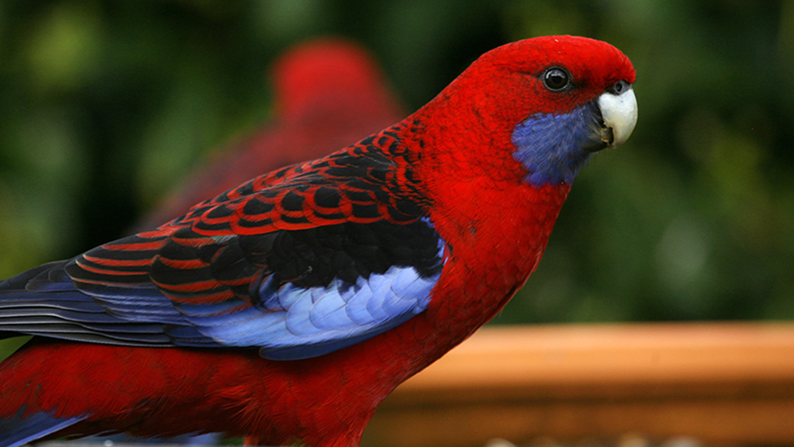 Rosella. Photo by Mr Kyeong Woo Kim.
