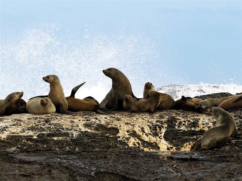 Seals, Great Ocean Road, Victoria, Australia